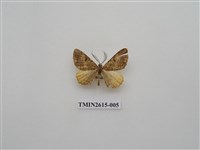 藏品(尺蛾134)的圖片